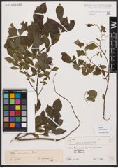 Salix bebbiana Sarg.